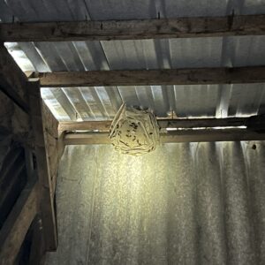 Nid frelon européen