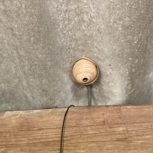 Nid de frelons asiatiques